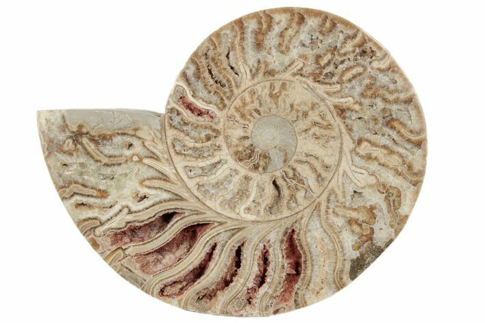 Choffaticeras (Daisy Flower) Ammonite Half - Madagascar #191240